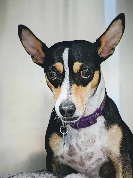 Echo Lane Animal Clinic Picture 7