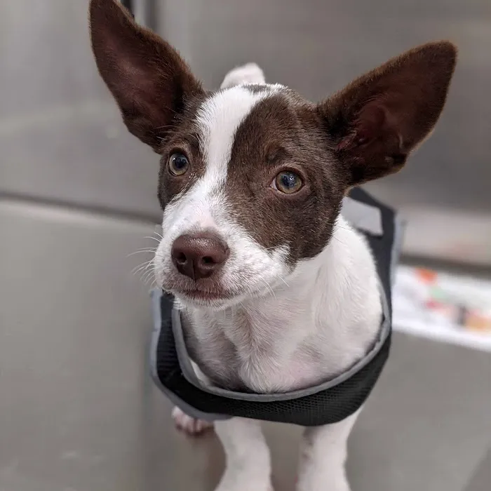 Echo Lane Animal Clinic Picture 8
