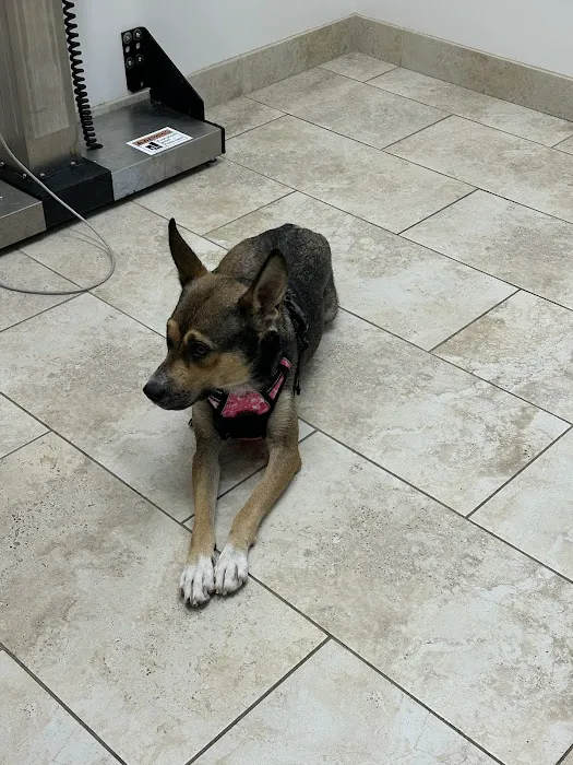 Memorial Veterinary Clinic Picture 2