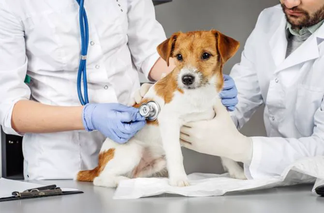 Forest West Animal Clinic Picture 3