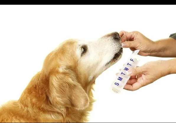 Forest West Animal Clinic Picture 2