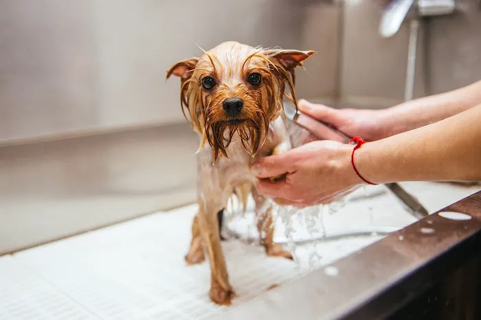 Forest West Animal Clinic Picture 4