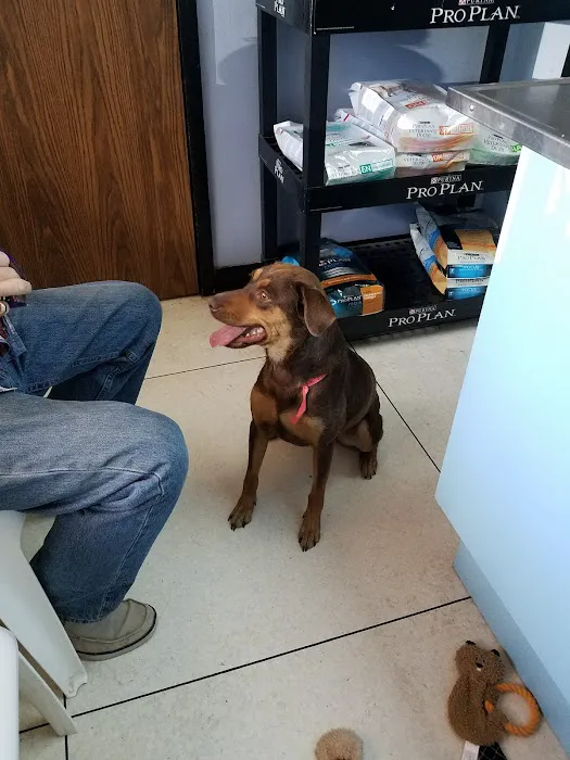 Stella Link Animal Clinic Picture 1