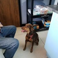 Stella Link Animal Clinic ico