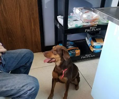 Stella Link Animal Clinic