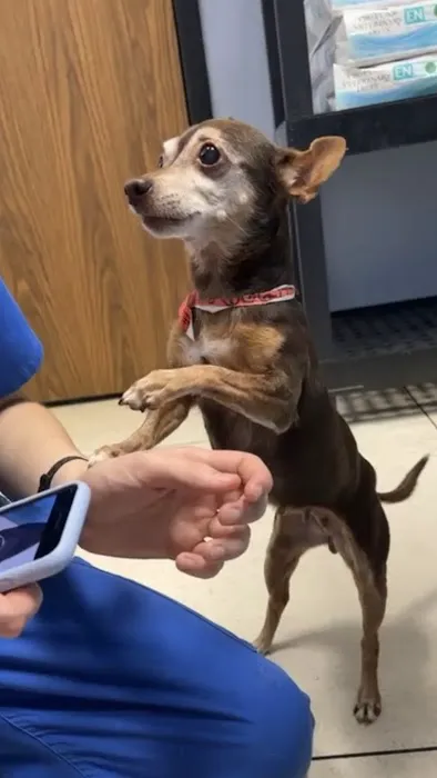 Stella Link Animal Clinic Picture 2