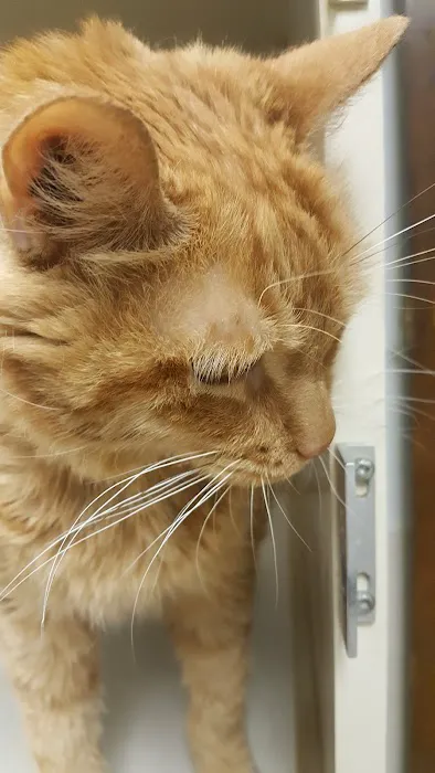 Stella Link Animal Clinic Picture 6