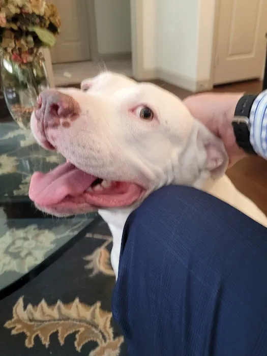 Stella Link Animal Clinic Picture 9