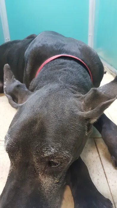 Stella Link Animal Clinic Picture 7