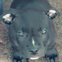 Banfield Pet Hospital ico