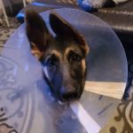 Westheimer Animal Clinic