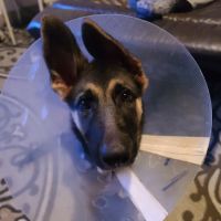 Westheimer Animal Clinic ico
