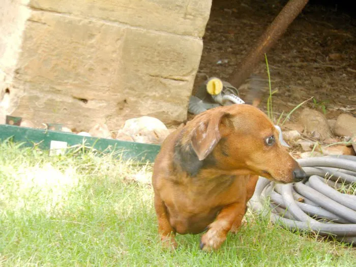 Westheimer Animal Clinic Picture 6