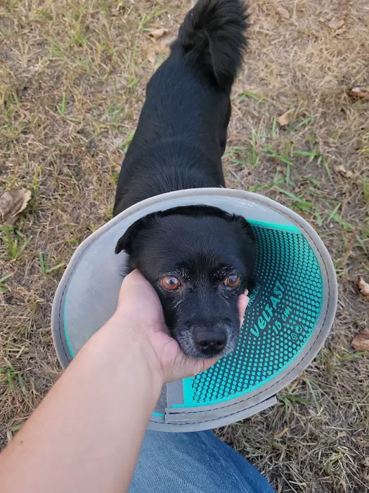 Westheimer Animal Clinic Picture 4