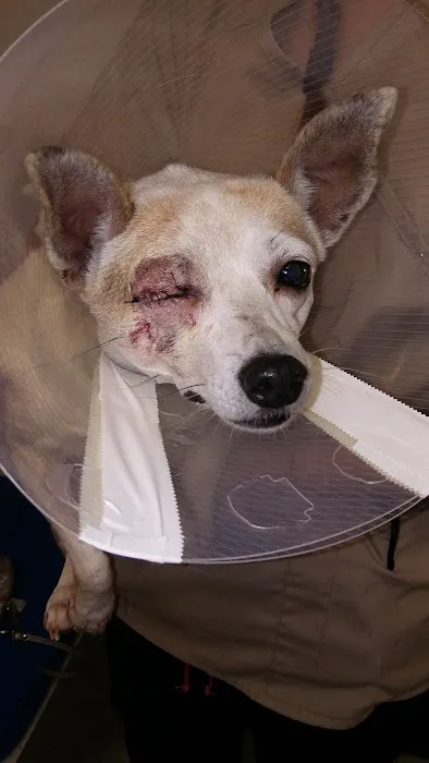 Westheimer Animal Clinic Picture 7