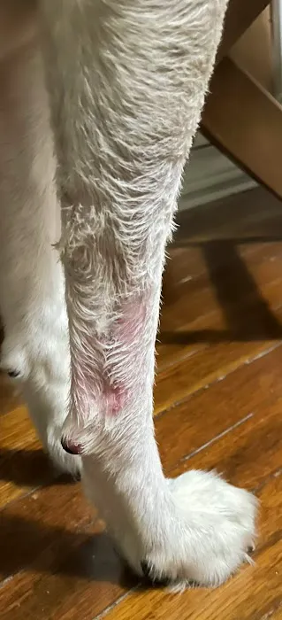 Westheimer Animal Clinic Picture 10