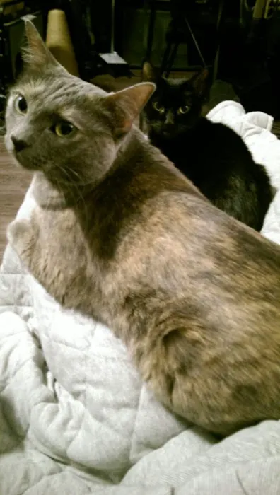 Westheimer Animal Clinic Picture 9