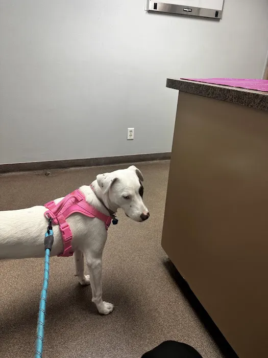 Meyerland Animal Clinic, PA Picture 4
