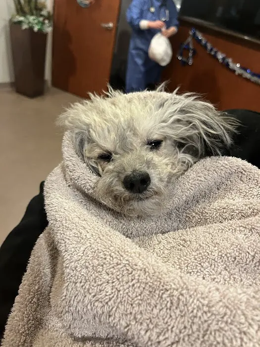 Meyerland Animal Clinic, PA Picture 5