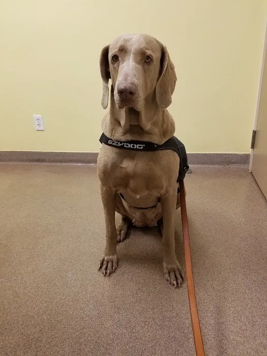 Meyerland Animal Clinic, PA Picture 7