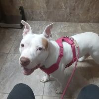Garza Veterinary Clinic ico