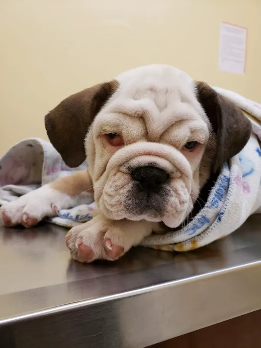Affordable Pet Clinic Picture 4