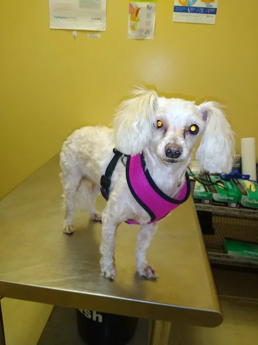 Affordable Pet Clinic Picture 3