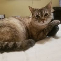 Affordable Pet Clinic ico