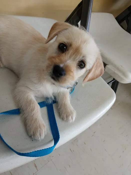 Affordable Pet Clinic Picture 5