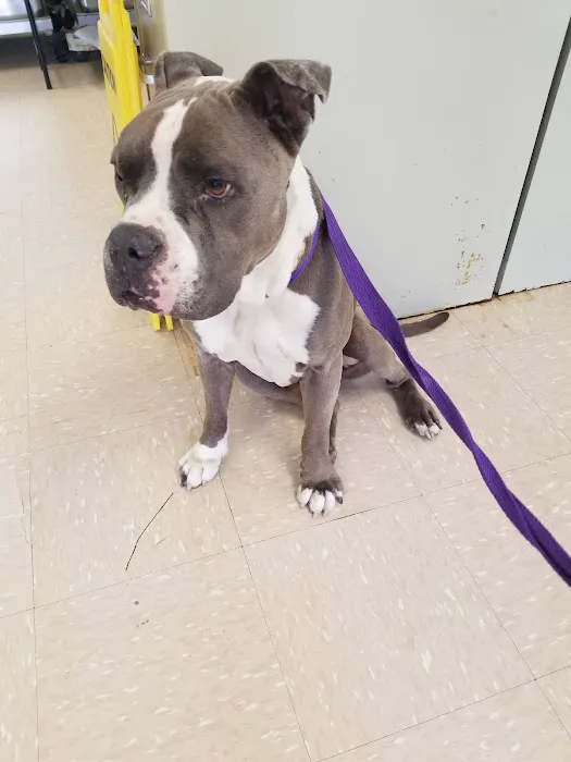 Affordable Pet Clinic Picture 8