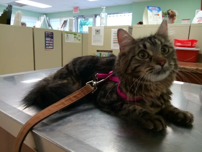 Affordable Pet Clinic Picture 9