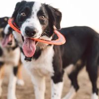 Vetco Total Care Animal Hospital ico