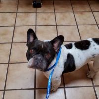 Aldine Mail Route Animal Hospital ico