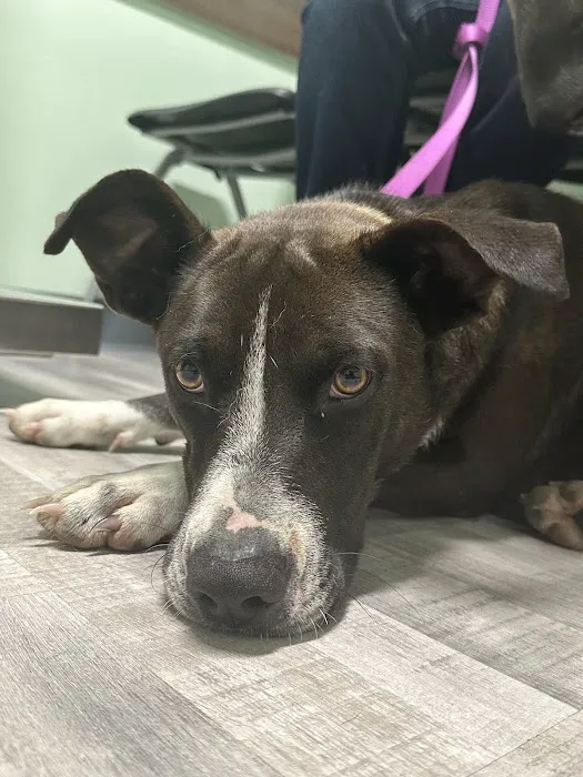 Aldine Mail Route Animal Hospital Picture 4