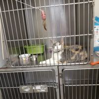 Fairmont Pet Hospital ico