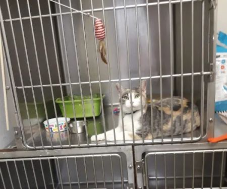 Fairmont Pet Hospital