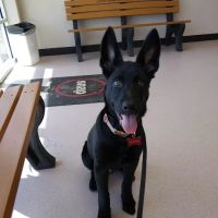 SNAP Spay-Neuter & Animal Wellness Clinic - Pasadena ico