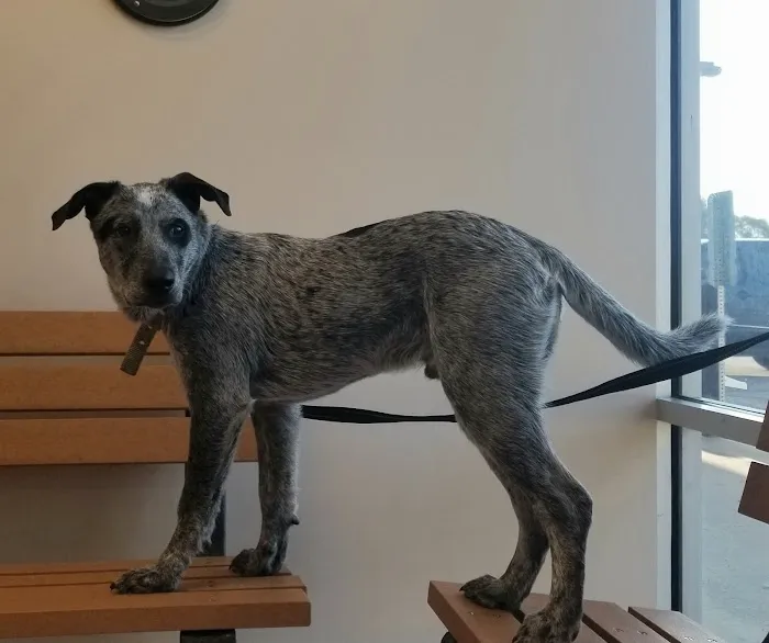 SNAP Spay-Neuter & Animal Wellness Clinic - Pasadena Picture 10