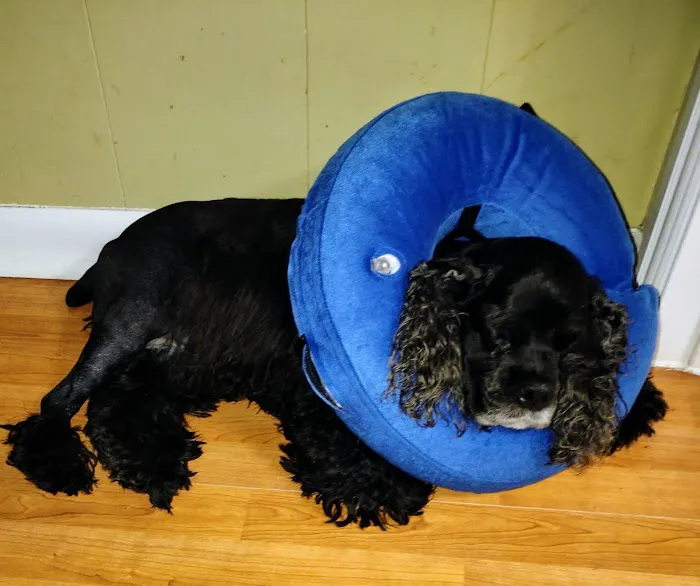 MedVet Houston Bay Area Picture 1