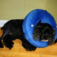 MedVet Houston Bay Area ico