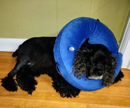MedVet Houston Bay Area