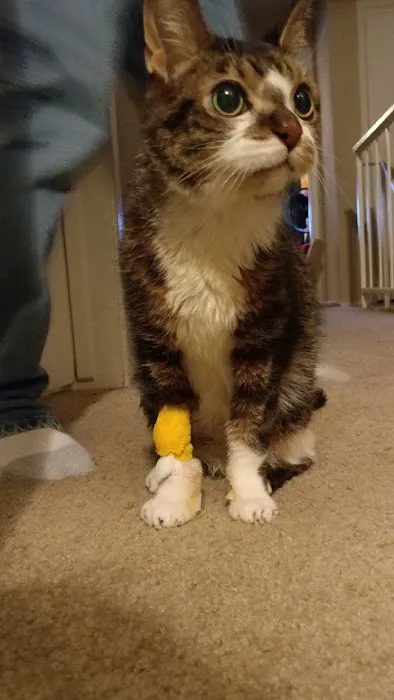 MedVet Houston Bay Area Picture 4