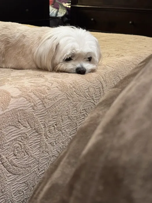 MedVet Houston Bay Area Picture 5