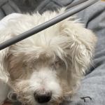 Gulf Coast Animal Eye Clinic