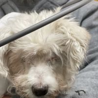 Gulf Coast Animal Eye Clinic ico