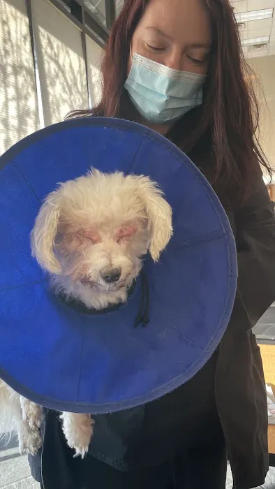 Gulf Coast Animal Eye Clinic Picture 9