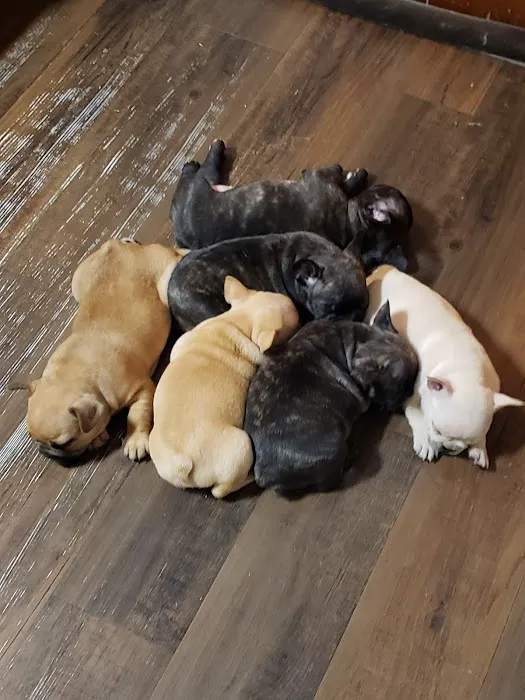 South Belt Animal Hospital Picture 1