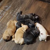 South Belt Animal Hospital ico