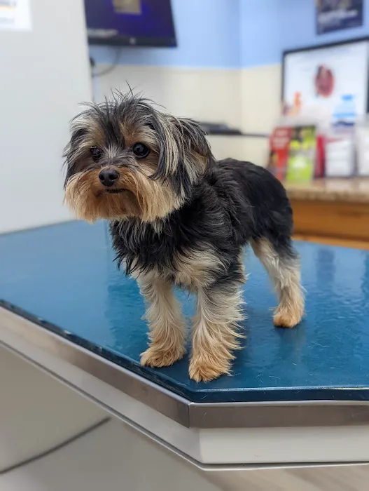 South Belt Animal Hospital Picture 10