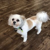 Shadow Creek Veterinary Clinic ico